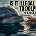 is it illegal to talk to dolphins