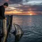 is it illegal to talk to dolphins in florida